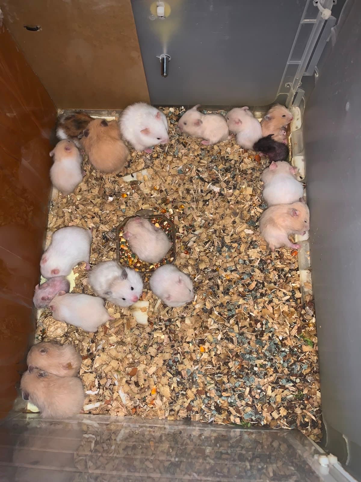 Hamster Peliharaan Imut dan Menggemaskan