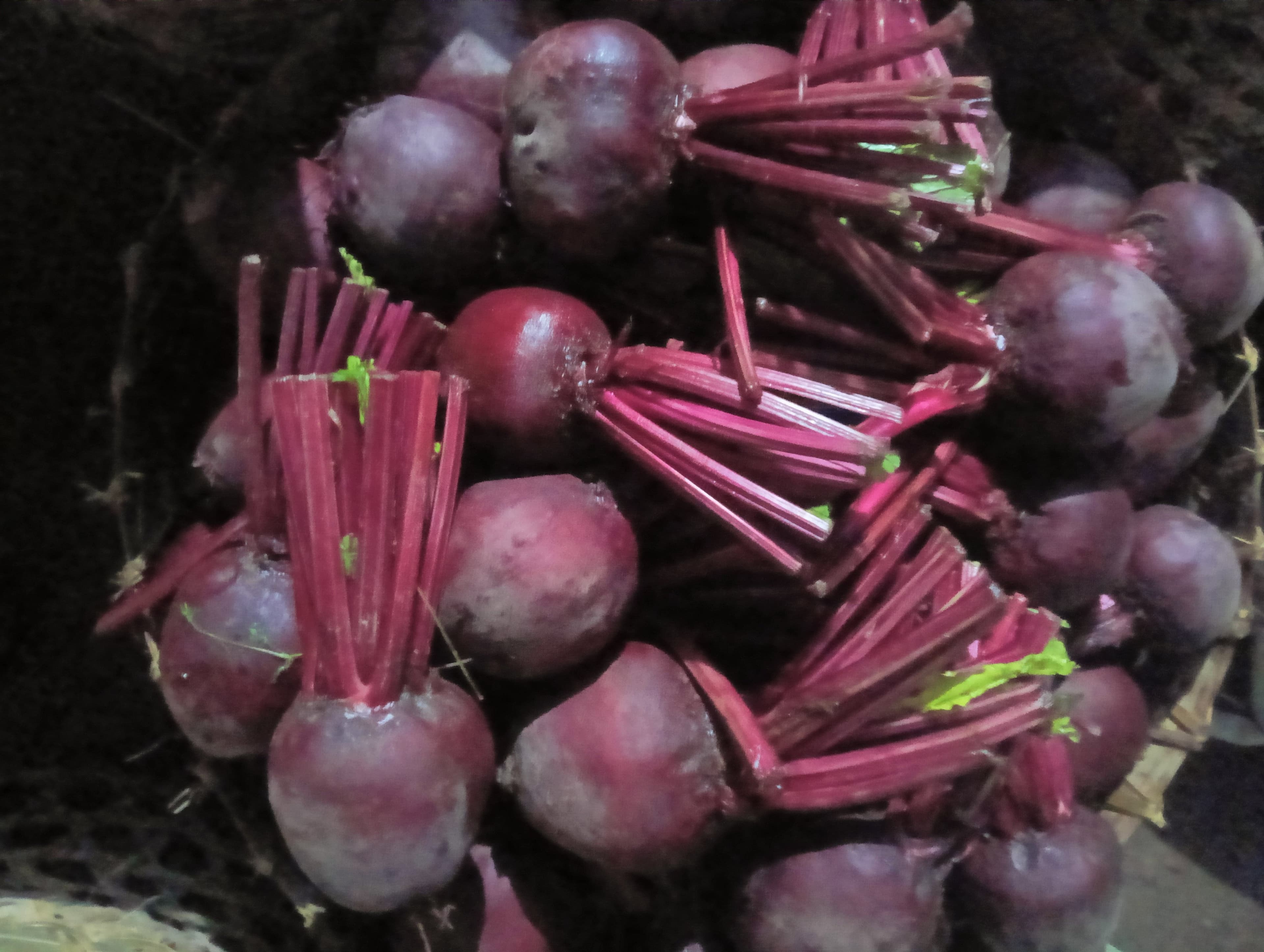 Bit Merah Segar 1 kg