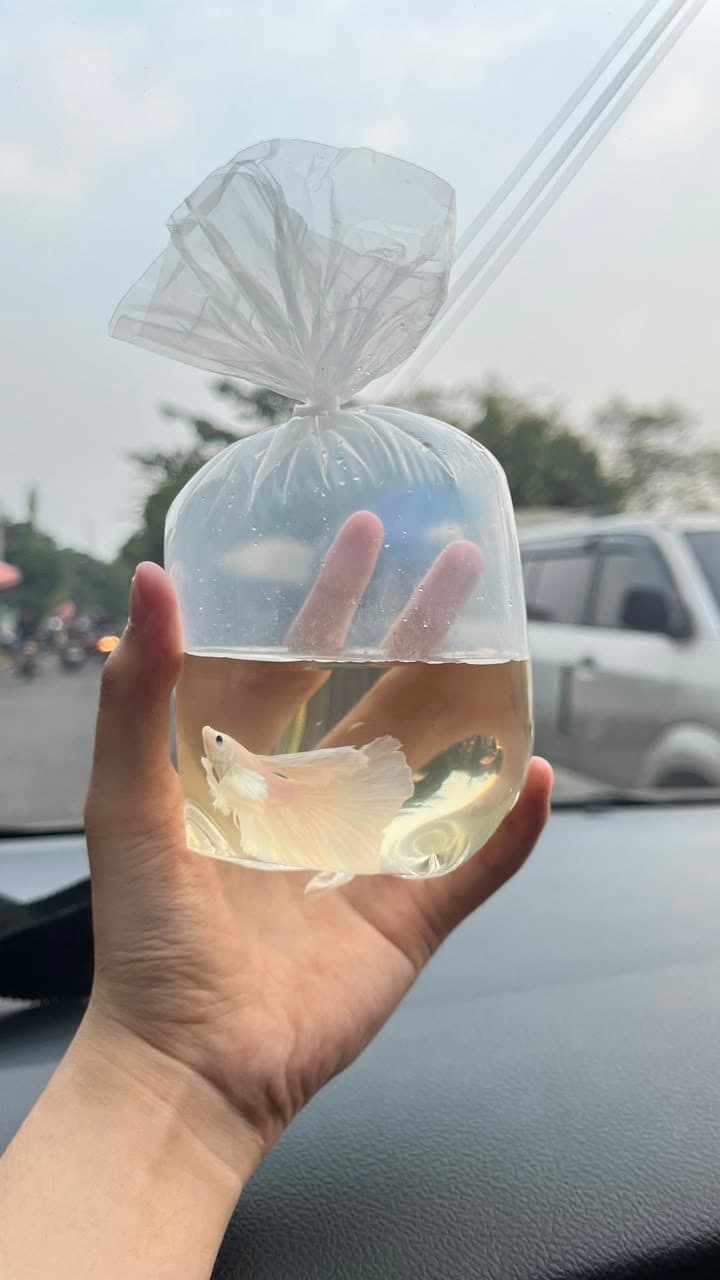Ikan Cupang Asli Bogor Berkualitas Tinggi