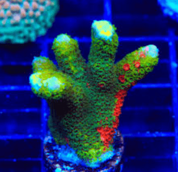 Koral hidup Montipora & Digitata Frag