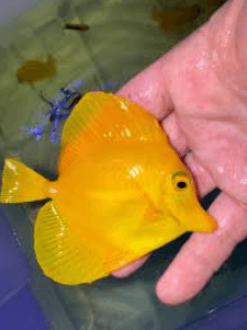 Yellow Tang Sudah Makan Pelet
